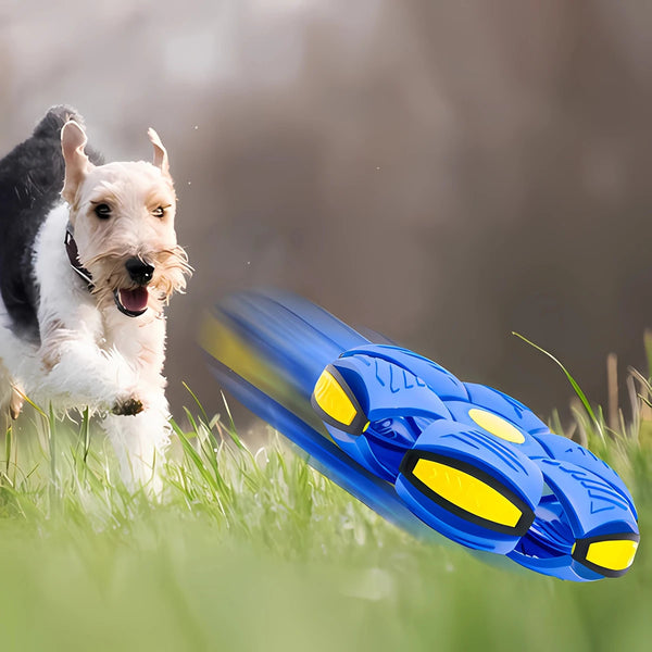 Magic Pet Disc Ball